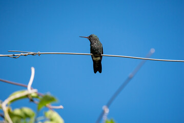 hummingbird, small bird with fast flight and iridescent colors