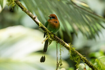 Ein Plattschnabelmotmot frontal mit seinen langen Schwanzfedern im Regenwald von Costa Rica