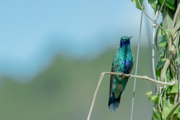 hummingbird, small bird with fast flight and iridescent colors