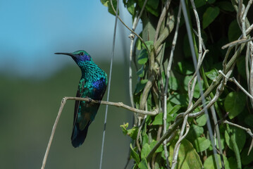 hummingbird, small bird with fast flight and iridescent colors