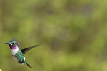 hummingbird, small bird with fast flight and iridescent colors