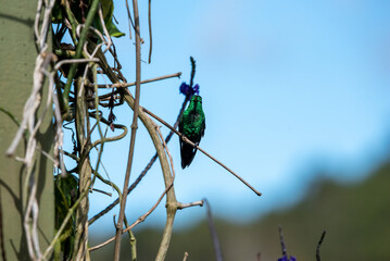 hummingbird, small bird with fast flight and iridescent colors