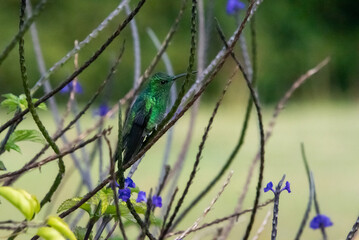 hummingbird, small bird with fast flight and iridescent colors