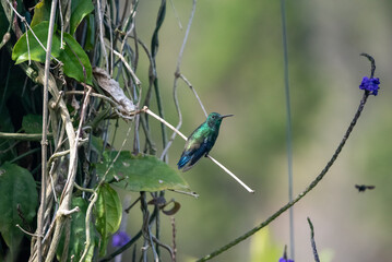 hummingbird, small bird with fast flight and iridescent colors