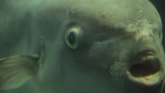 This close up, underwater video shows a huge sunfish (Mola mola) swimming towards the viewer.