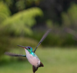 hummingbird, small bird with fast flight and iridescent colors