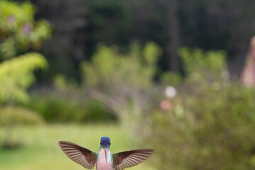 hummingbird, small bird with fast flight and iridescent colors