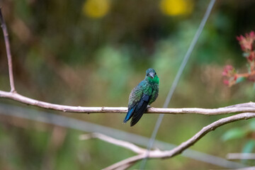 hummingbird, small bird with fast flight and iridescent colors