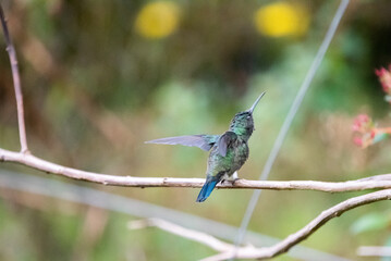 hummingbird, small bird with fast flight and iridescent colors