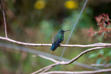 hummingbird, small bird with fast flight and iridescent colors