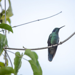 hummingbird, small bird with fast flight and iridescent colors