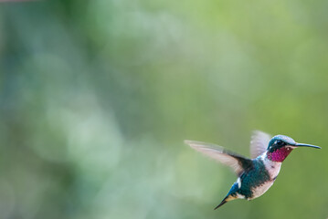 Fototapeta premium hummingbird, small bird with fast flight and iridescent colors