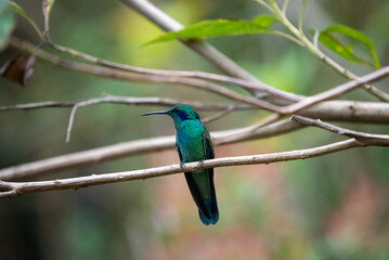 hummingbird, small bird with fast flight and iridescent colors