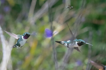 hummingbird, small bird with fast flight and iridescent colors