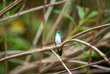 hummingbird, small bird with fast flight and iridescent colors