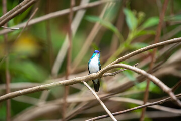 hummingbird, small bird with fast flight and iridescent colors