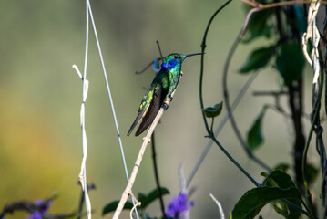 hummingbird, small bird with fast flight and iridescent colors