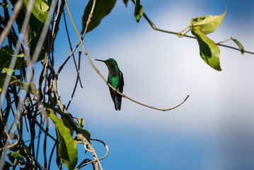 hummingbird, small bird with fast flight and iridescent colors