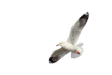 Zelfklevend Fotobehang Beautiful seagull flying isolated on transparent background png file © Passakorn