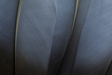 Feathers closeup, background. Top view.