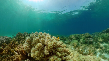 Beautiful underwater landscape with tropical fish and corals. Philippines.