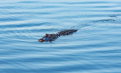 aligator in the water