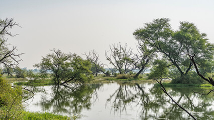Sprawling trees grow on the shores of the lake. Birds and nests are visible on the intertwined branches. A mirror image in calm water. India. Keoladeo Bird Sanctuary. Bharatpur