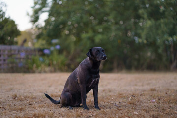 Obraz premium Perro negro en jardín