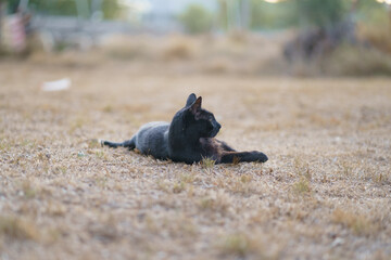 Gato negro en patio