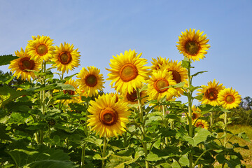 Fototapeta premium Sunflower field with happy yellow flowers turned towards the sun against a blue sky in summer