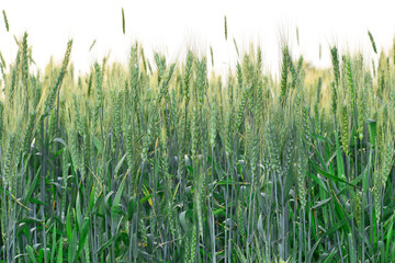 A field with green ears of wheat on a hot summer day