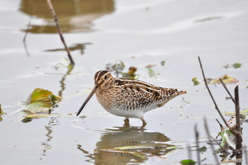 Fototapeta premium Wilson's snipe in the water