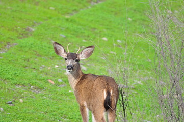 deer with new antlers