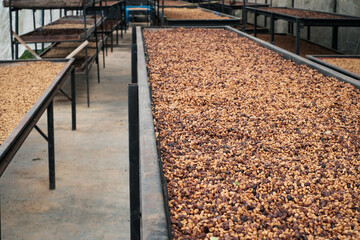 Coffee Processing ,Natural Dry Process ,Pulped-natural, Semi-dry Process ,Honey Process, Cherry coffee beans, yellow coffee ripeness dry . 