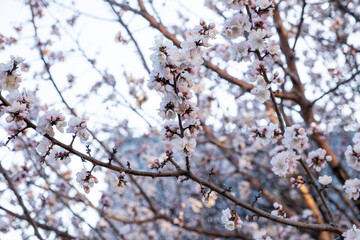 apricot flowers against the blue sky. Beautiful spring background