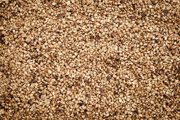Coffee Processing ,Natural Dry Process ,Pulped-natural, Semi-dry Process ,Honey Process, Cherry coffee beans, yellow coffee ripeness dry . 