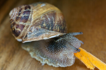 close-up of a snail eating a carrot