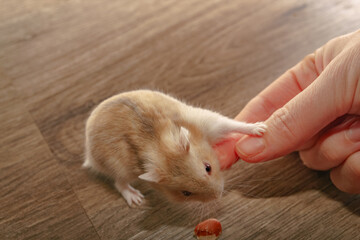 Russian hamster eating from owner's hand