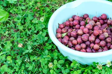 gooseberries in a bowl on the grass, red gooseberry berry in a bowl