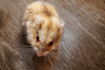 close-up of a Russian hamster