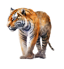 Tiger. An artistic, color and realistic isolated on a white background. Generative AI