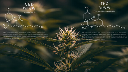flowers and marijuana plants .CBD THC chemical structure formula, cannabis industry, hemp...