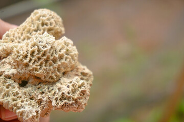 Stock photo of fish and some aquarium equipment