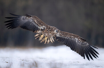 Sea eagle or white tailed eagle ( Haliaeetus albicilla)