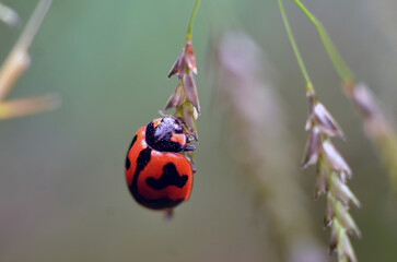 ladybug on grass