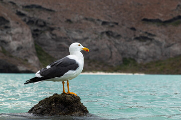 seagull stand on rock in the ocean with beautiful turquoise blue	