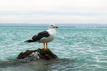 seagull stand on rock in the ocean with beautiful turquoise blue	