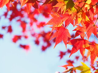 赤く色づいたもみじと秋の空