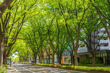 新緑の杜の都　仙台
