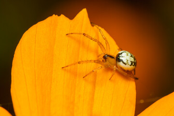 Image of mangora acalypha spider(Araneidae) on a yellow flower on nature background.(Cricket-bat orbweaver). Insect. Animal.